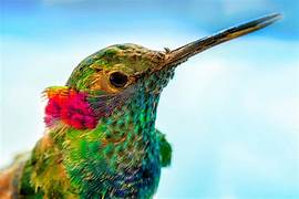 colibri